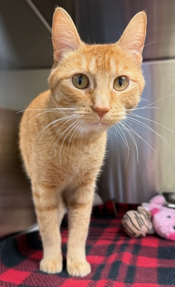 Milo, an adoptable Domestic Short Hair in Great Falls, MT, 59405 | Photo Image 1