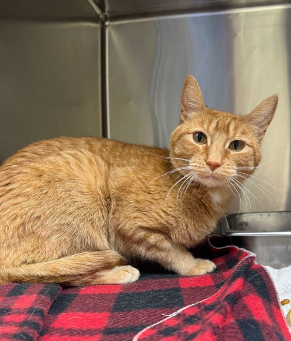 Milo, an adoptable Domestic Short Hair in Great Falls, MT, 59405 | Photo Image 2