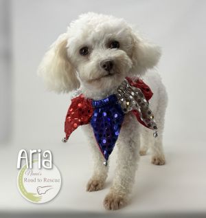 Aria, Adult Female Poodle