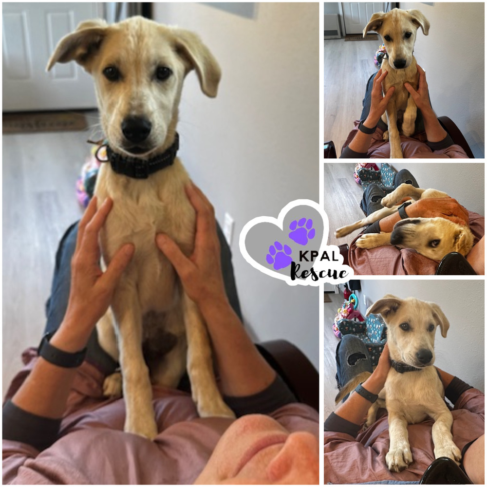 Celine - Diva Litter, an adoptable Mixed Breed in Kenai, AK, 99611 | Photo Image 1