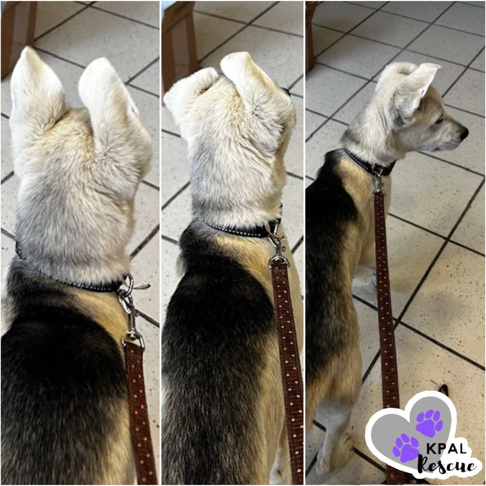 Celine - Diva Litter, an adoptable Mixed Breed in Kenai, AK, 99611 | Photo Image 2