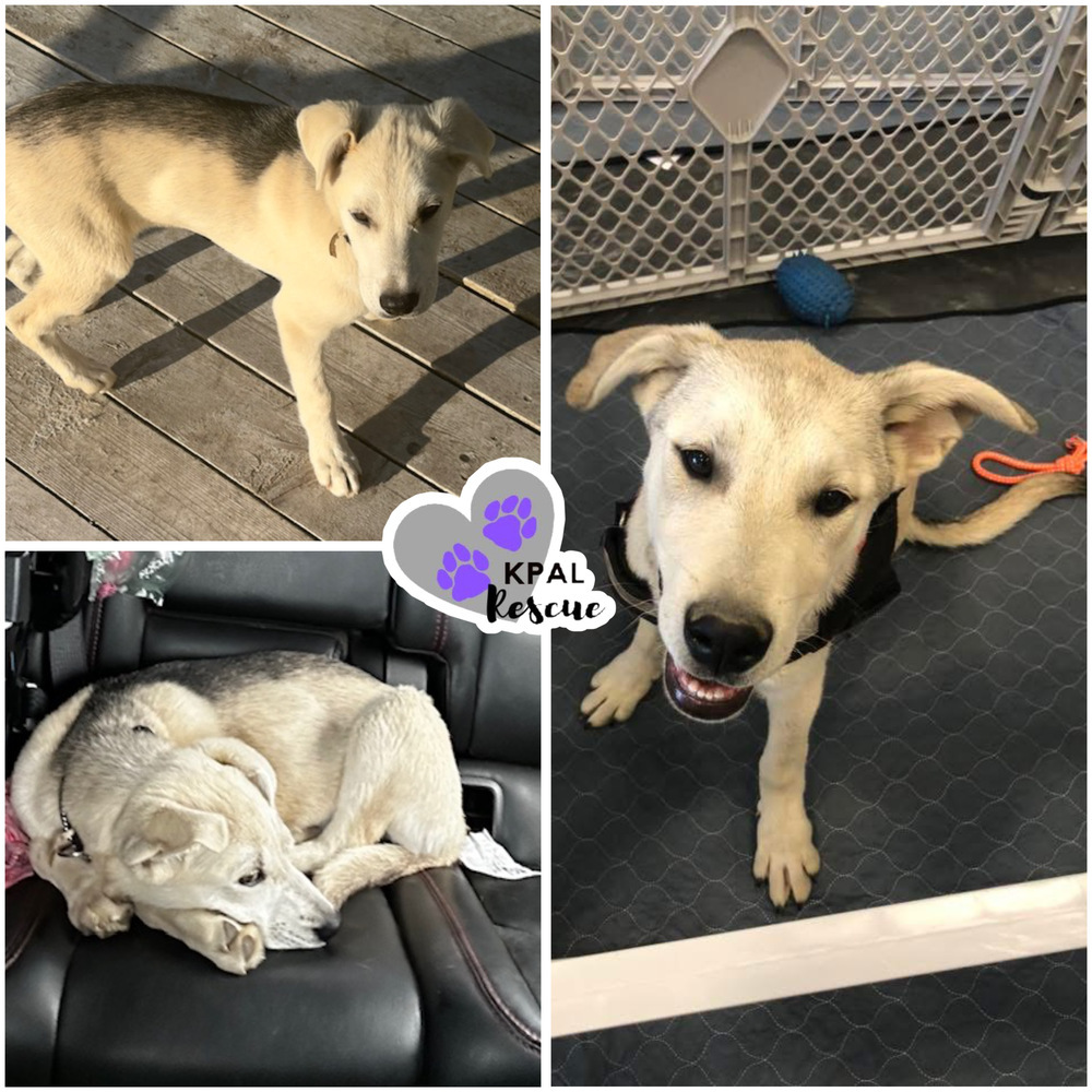 Celine - Diva Litter, an adoptable Mixed Breed in Kenai, AK, 99611 | Photo Image 3