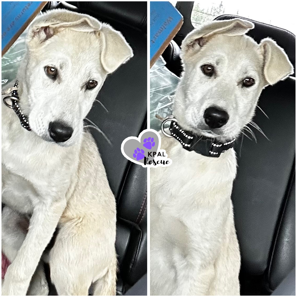 Celine - Diva Litter, an adoptable Mixed Breed in Kenai, AK, 99611 | Photo Image 4
