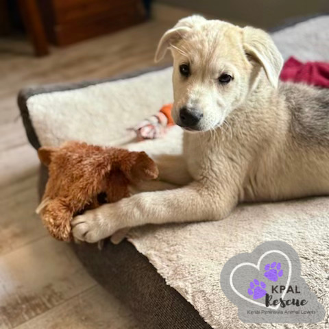 Celine - Diva Litter, an adoptable Mixed Breed in Kenai, AK, 99611 | Photo Image 5
