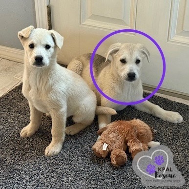 Celine - Diva Litter, an adoptable Mixed Breed in Kenai, AK, 99611 | Photo Image 6
