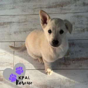 Gaga - Diva Litter