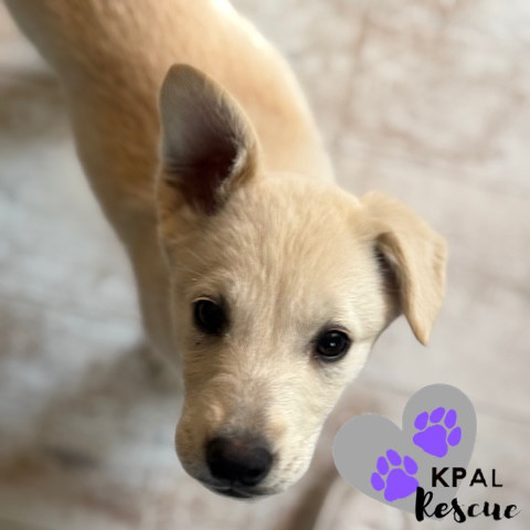 Gaga - Diva Litter, an adoptable Mixed Breed in Kenai, AK, 99611 | Photo Image 2