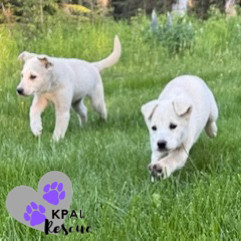 Gaga - Diva Litter, an adoptable Mixed Breed in Kenai, AK, 99611 | Photo Image 3