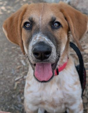 Thumper, Baby Male Anatolian Shepherd