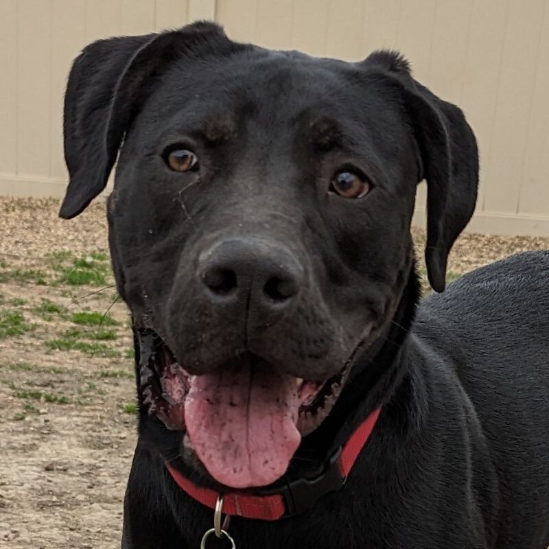 Nash, an adoptable Great Dane, Black Labrador Retriever in Yankton, SD, 57078 | Photo Image 1