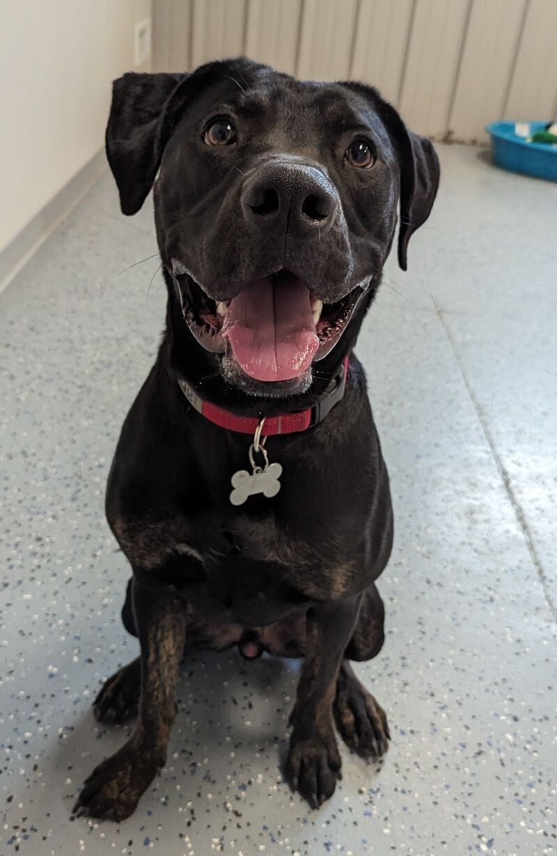 Nash, an adoptable Great Dane, Black Labrador Retriever in Yankton, SD, 57078 | Photo Image 2