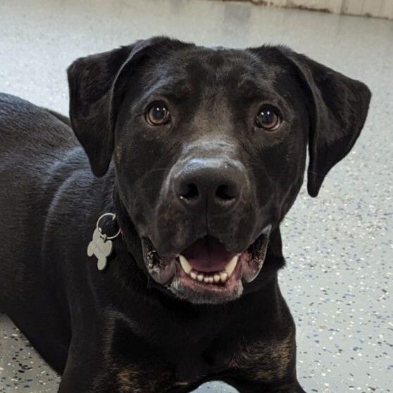 Nash, an adoptable Great Dane, Black Labrador Retriever in Yankton, SD, 57078 | Photo Image 4