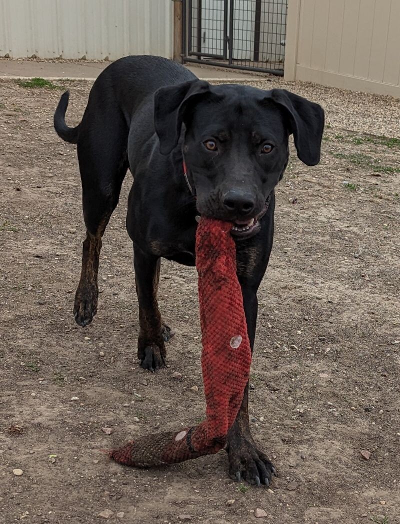 Nash