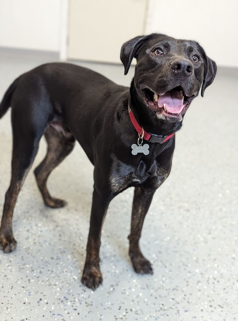 Nash, an adoptable Great Dane, Black Labrador Retriever in Yankton, SD, 57078 | Photo Image 5