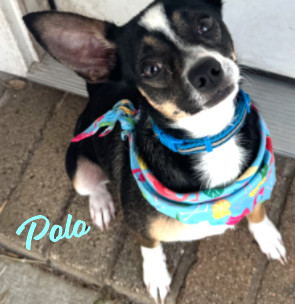 LOVES TO CUDDLE WITH HIS HOOMANS DOB 52523 weight 125 pounds Hey there everyone Im Polo and 