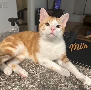 EQUAL PARTS SILLY LOVING AND ENDLESSLY ENTERTAINING DOB 5124 Hey there everyone Im Milo your