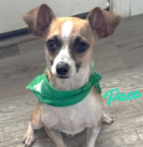 LOVES TO CUDDLE WITH HIS HOOMANS DOB 122524 weight 84 pounds Hey there everyone Im Paco and 