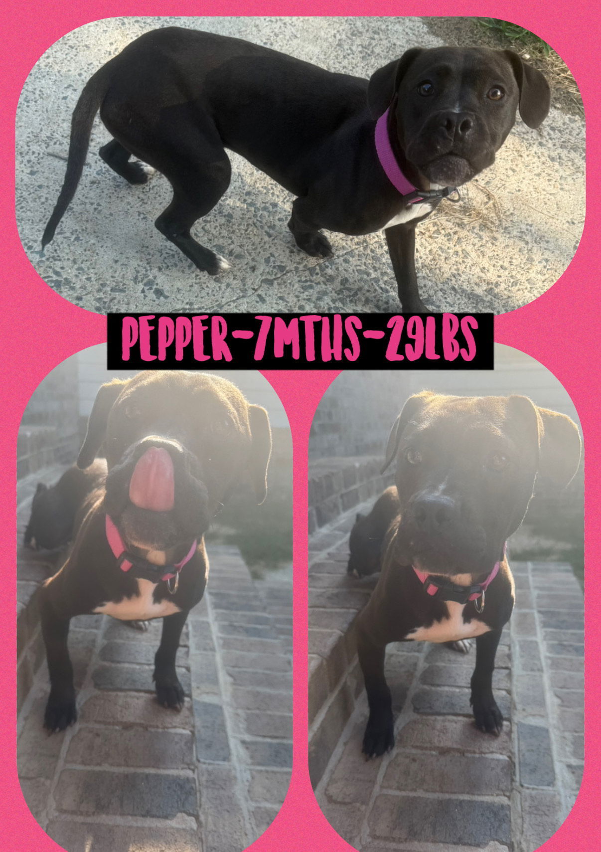 PEPPER