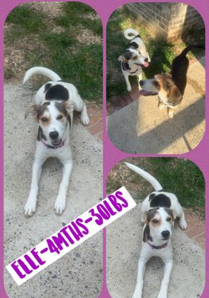 ELLE, Young Female Beagle