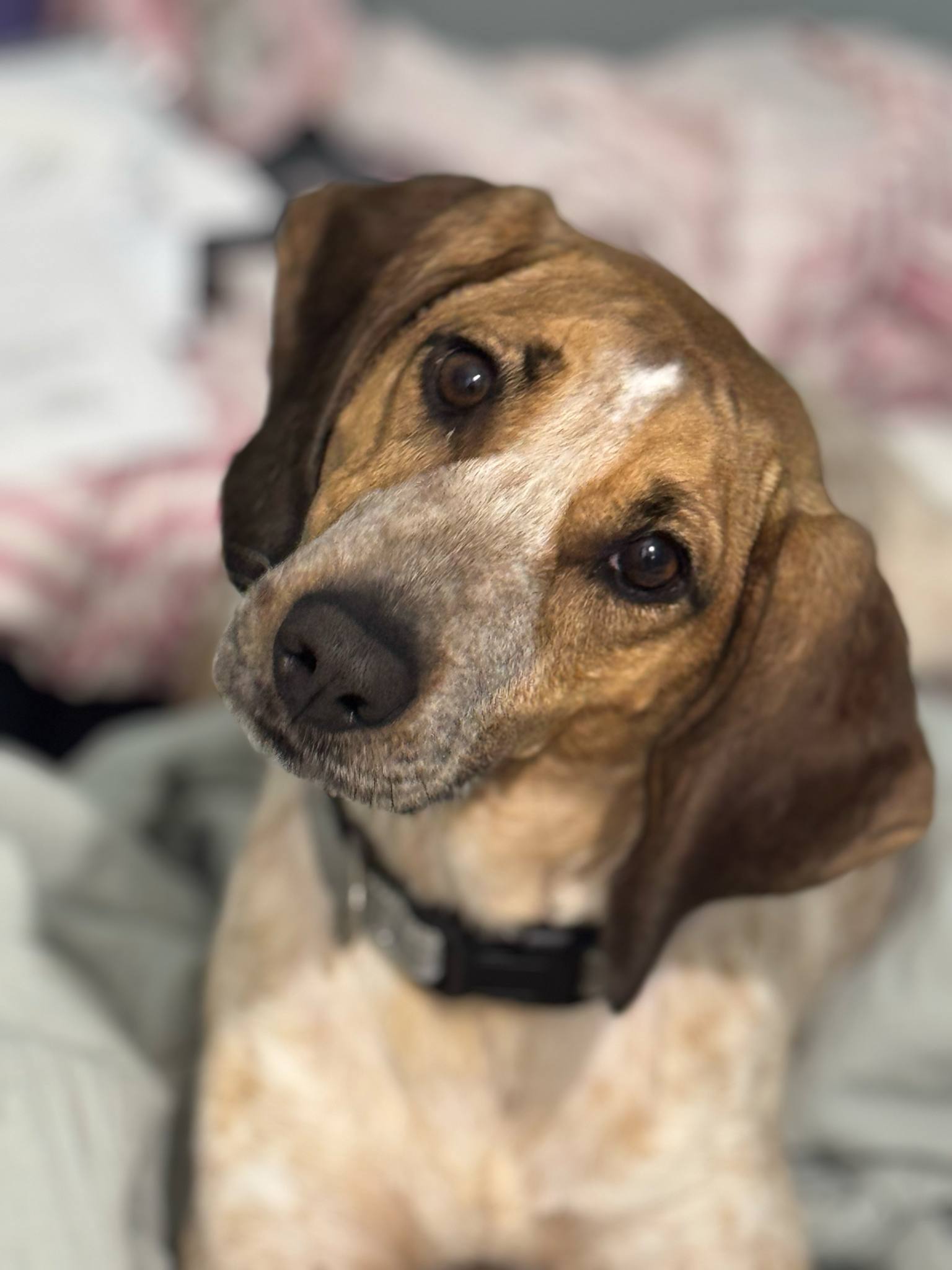 HAZEL