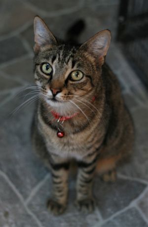 Spicy (Not so!), Young Female Domestic Short Hair