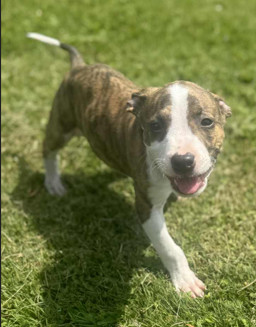 Hotdog aka Frank, Baby Male American Staffordshire Terrier