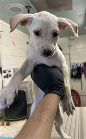 HYDRANGEA, Baby Male Pit Bull Terrier