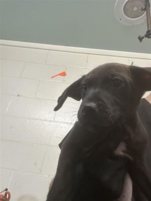 PANSY, Baby Male Pit Bull Terrier