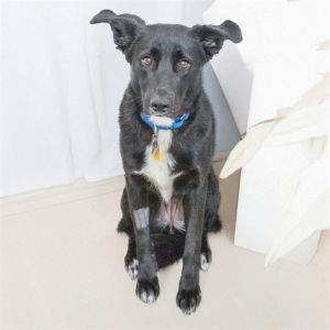 ROXY, Young Female Border Collie