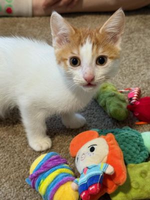 Austin, Baby Male Domestic Short Hair
