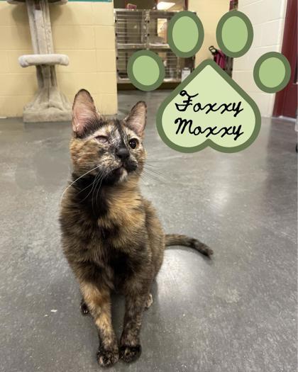 Moxxy