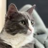 Vinnie (Courtesy Post) photo 1