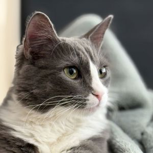 Vinnie (Courtesy Post), Adult Male Domestic Long Hair