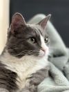 Vinnie (Courtesy Post) photo 2