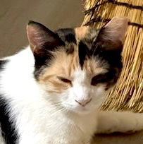 Sweet P (Courtesy Post), Adult Female Domestic Short Hair