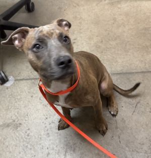 Primary Color Blue Brindle Weight 35lbs Age 0yrs 6mths 0wks Animal has been Neutered