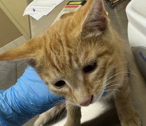 Primary Color Orange Tabby Weight 376lbs Age 0yrs 3mths 0wks