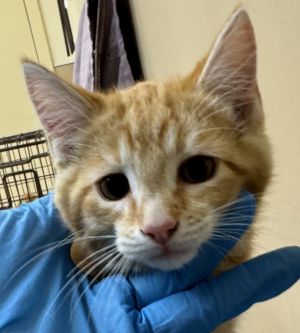 Primary Color Orange Tabby Weight 342lbs Age 0yrs 3mths 0wks