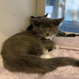 I WAS FOUND AT 2500 BLOCK ELM AVE LONG BEACH CA IN LONG BEACHMy adoption evalu