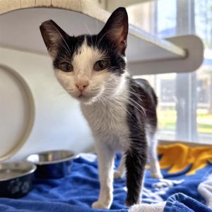 I WAS FOUND AT 1000 BLK PIER F AVE LONG BEACH CA 90802 IN LONG BEACHMy adopti