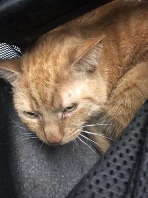 I WAS FOUND AT 900 BLK PINE AVE LONG BEACH CA 90813 IN LONG BEACHMy adoption 