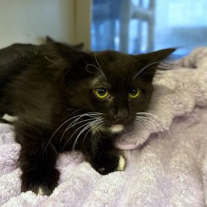 I WAS FOUND AT 2500 BLOCK ELM AVE LONG BEACH CA IN LONG BEACHMy adoption evaluation date is 0606