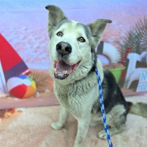 I WAS FOUND AT 605 SOUTH FWY  SPRING ST LB 90815 IN LONG BEACHMy adoption evaluation date is 07