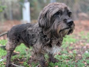 ROMEO, Adult Male Mixed Breed