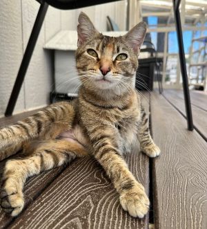 Chappell Domestic Short Hair Cat