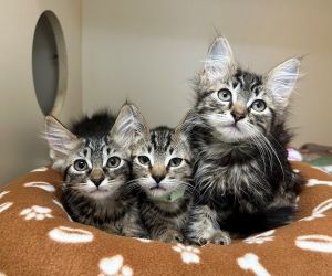 Primary Color Brown Tabby Weight 23lbs Age 0yrs 0mths 9wks Animal has been N