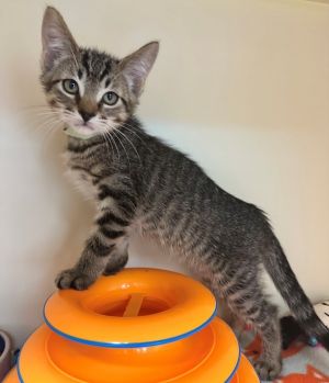 Primary Color Brown Tabby Weight 23lbs Age 0yrs 0mths 10wks Animal has been Neutered