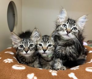 Primary Color Brown Tabby Weight 22lbs Age 0yrs 0mths 9wks Animal has been Spayed