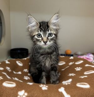 Primary Color Brown Tabby Weight 2lbs Age 0yrs 0mths 9wks Animal has been Spayed