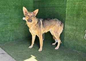 SUSIE, Young Female German Shepherd Dog